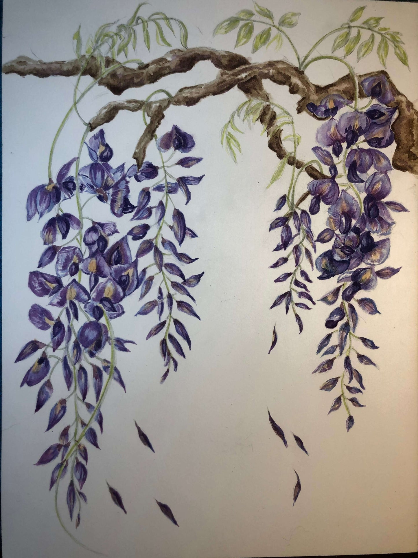 Wisteria Study Watercolour